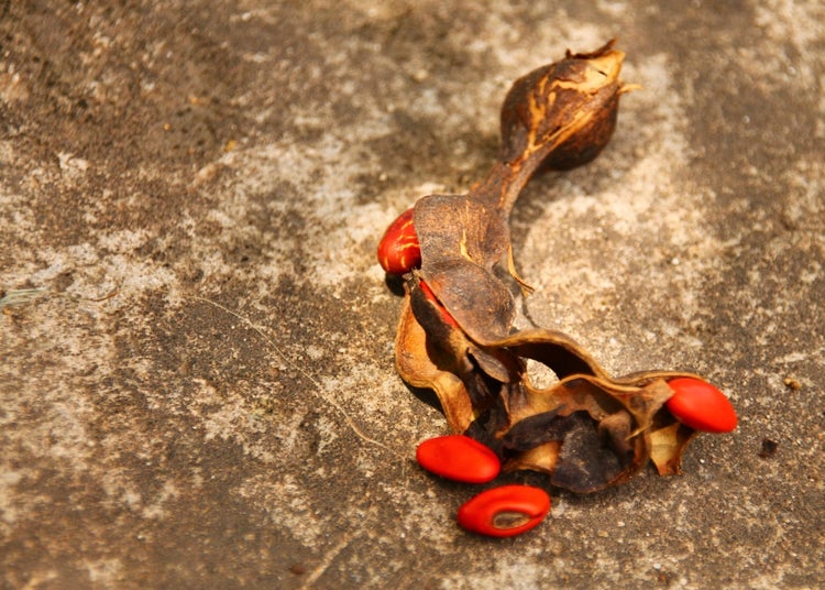 SAFLAX Garden to go - Karibischer Korallenstrauch - Erythrina crista-galli - 6 Samen - Mit Topf, Klima - Deckel und Anzuchtsubstrat