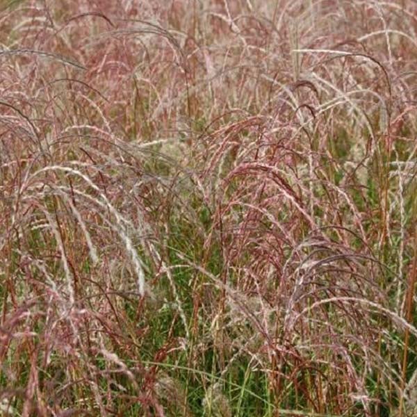 Chinaschilf im Feld