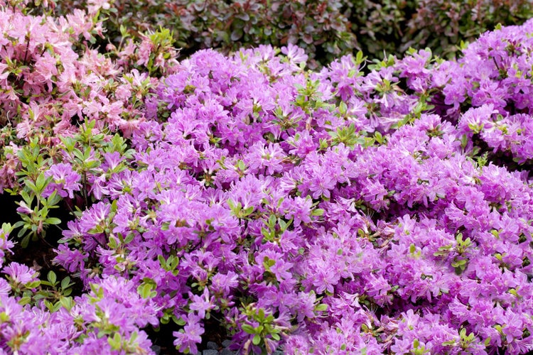 Rhododendron obt. 'Diamant Enzianblau', enzianblau, 15–20 cm