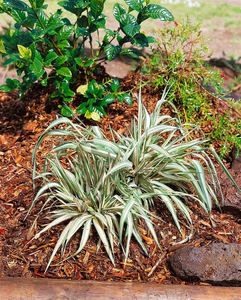 Garten mit Ziergräsern und Bodendeckerpflanzen