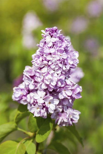 Nahaufnahme einer lila Fliederblüte