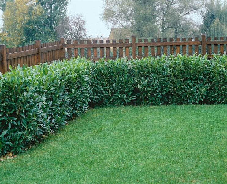 Prunus laurocerasus 'Herbergii', Kirschlorbeer, immergrün, 80–100 cm