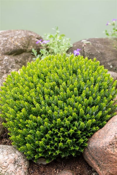Hebe buxifolia, Strauchveronika, immergrün, 10–15 cm