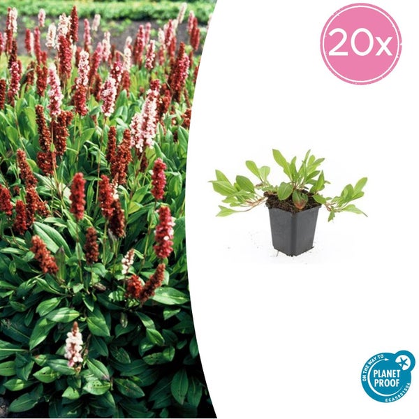 Kerzenknöterich Persicaria amplexicaulis, 20 Stück im Topf, Planet Proof zertifiziert.