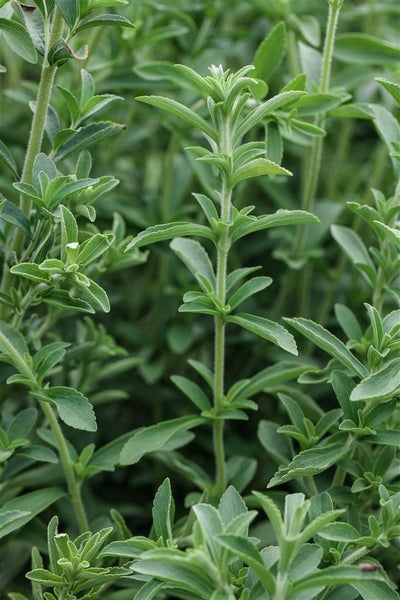 Stevia rebaudiana, Süßkraut, ca. 11x11 cm Topf