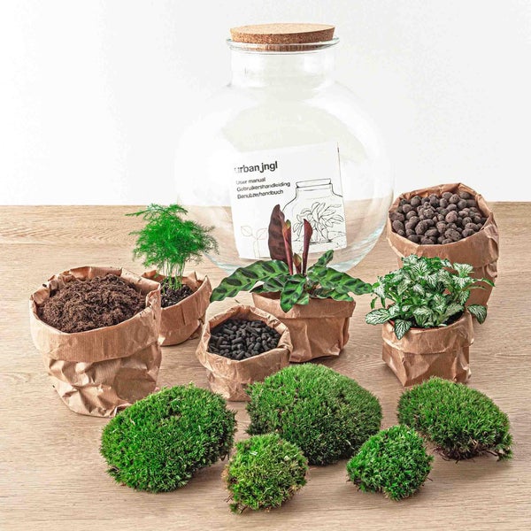 Flaschengarten Bolder Bob DIY-Pflanzenterrarium 30 cm mit Ficus Bonsai incl. Rechen und Schaufel