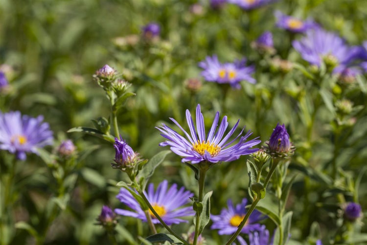 Aster amellus 'Sternkugel', Berg-Aster, violett, ca. 9x9 cm Topf