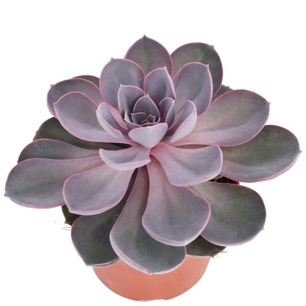 Echeveria Perle von Nürnberg - grosse Pflanze im 12cm Topf