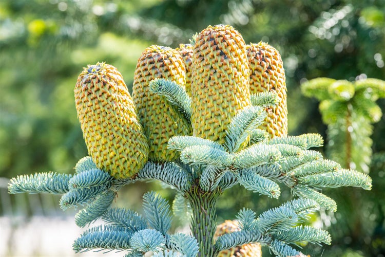 Abies procera 'Glauca', Edeltanne, blaugrün, 20–30 cm
