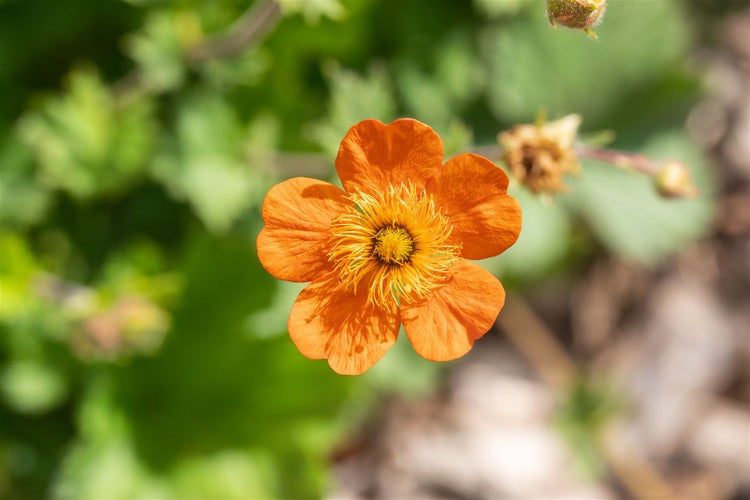 Geum coccineum 'Borisii', Nelkenwurz, leuchtend orange, ca. 9x9 cm Topf