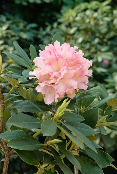 Rhododendron yakushimanum 'Dreamland', rosa Blüten, 40–50 cm