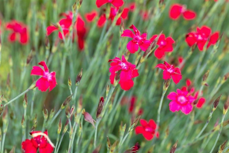 Dianthus deltoides 'Leuchtfunk', Heidenelke, leuchtend rot, ca. 9x9 cm Topf