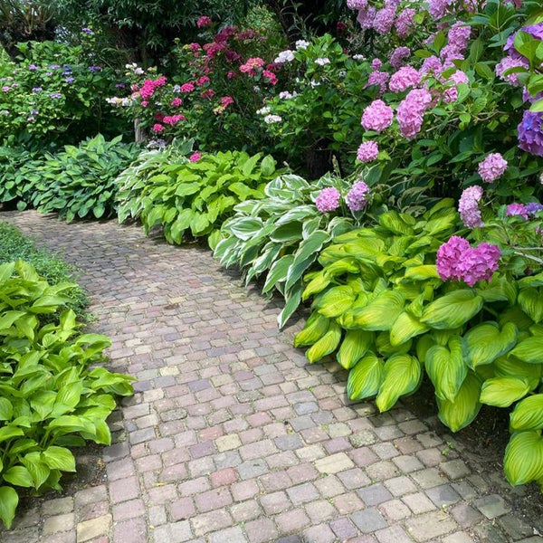 Bloomique - 5er-Mix - Hosta - Hartelie - schattige Rabattenmischung - Knollen - Gartenpflanzen - Stauden - winterhart - mehrjährig - wird bis zu 40 cm groß