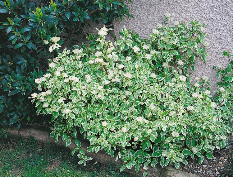 Cornus alba 'Sibirica Variegata', Hartriegel, weiß-bunt, 60–100 cm