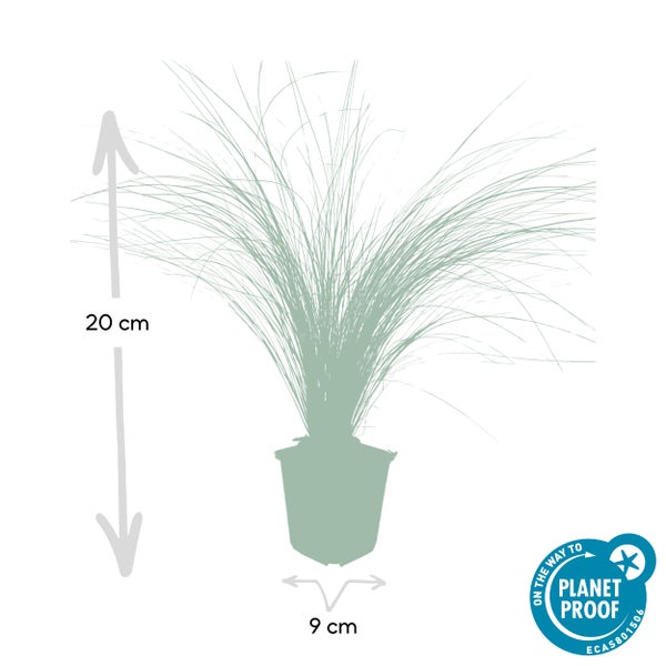 Ziergras - Mexikanisches Federgras - Stipa tenuissima 'Ponytails' - 9cm Topf - Set mit 60 Pflanzen