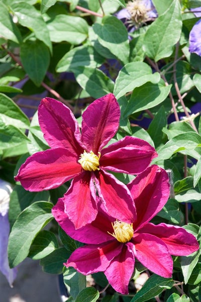 Clematis Hybride 'Sunset', Waldrebe, rotviolett, 60–100 cm