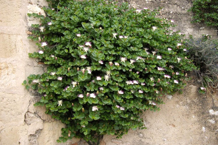 SAFLAX Geschenk Set - Echter Kapernstrauch - Capparis spinosa - 25 Samen - Mit Geschenkbox, Versandaufkleber, Geschenkkarte und Anzuchtsubstrat