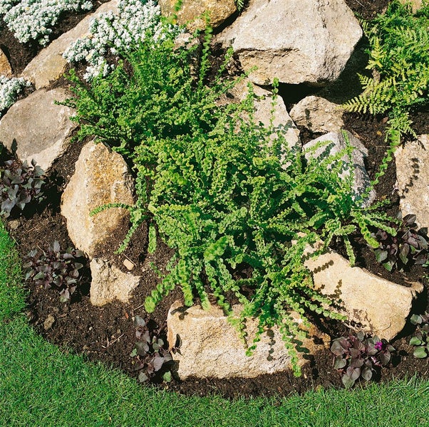 Athyrium filix-femina 'Frizelliae', Frauenfarn, ca. 9x9 cm Topf