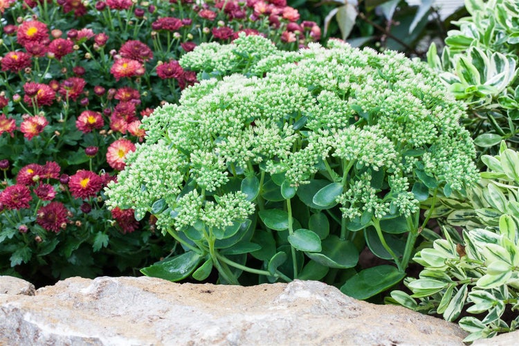 Sedum telephium 'Herbstfreude', Fetthenne, rosa Blüten, ca. 9x9 cm Topf