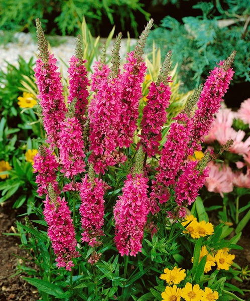 Lythrum salicaria 'Robert', Blutweiderich, rosa, ca. 11x11 cm Topf