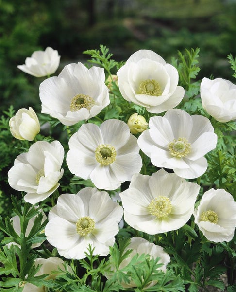 Nahaufnahme von weißen Anemonenblüten im Garten