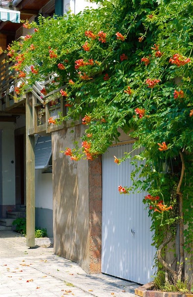 Campsis radicans 'Grandiflora', Trompetenblume, orange, 40–60 cm