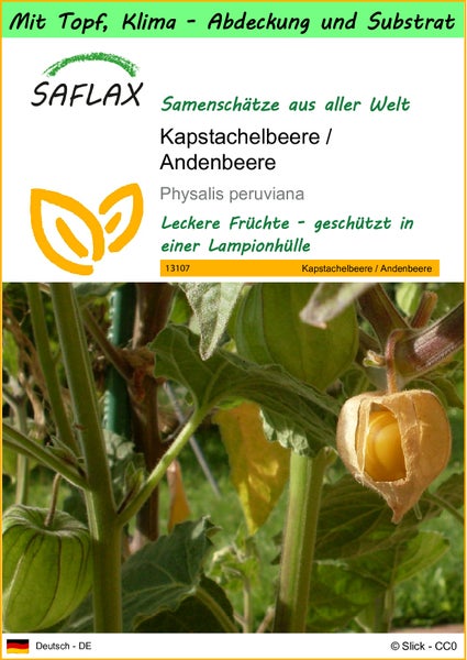 SAFLAX Garden to go - Kapstachelbeere / Andenbeere - Physalis peruviana - 100 Samen - Mit Topf, Klima - Deckel und Anzuchtsubstrat