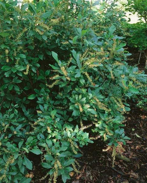 Clethra alnifolia, Scheineller, weiß, 40–60 cm