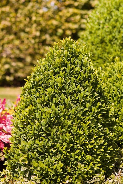 Buxus sempervirens 'Arborescens', Buchsbaum, immergrün, 20–25 cm