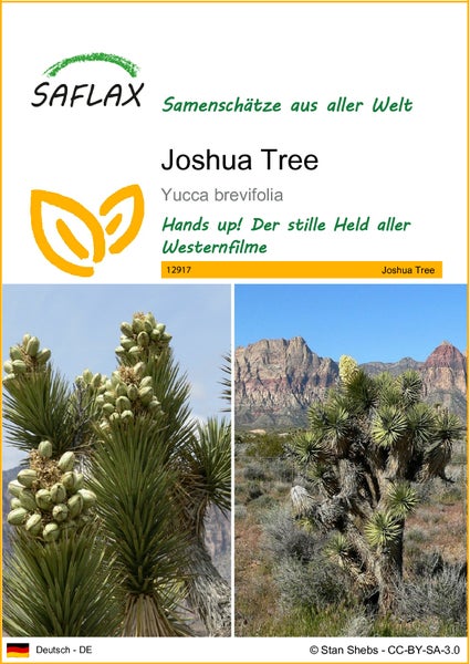 SAFLAX  - Joshua Tree - Yucca brevifolia - 10 Samen