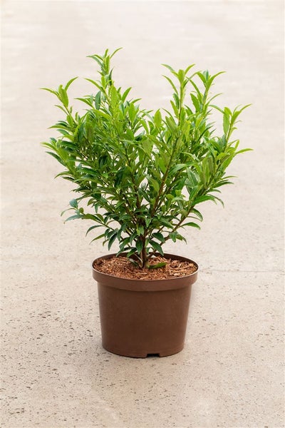 Prunus laurocerasus 'Sofia', Kirschlorbeer, immergrün, 30–40 cm