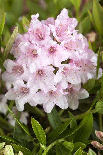 Rhododendron micranthum 'Bloombux' -R-, immergrün, 25–30 cm