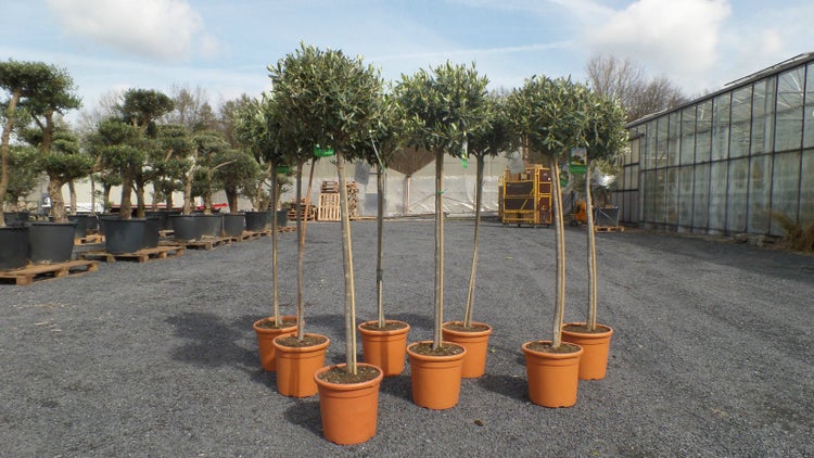 Olivenbaum Olive 160 - 180 cm Hochstamm, beste Qualität, winterhart