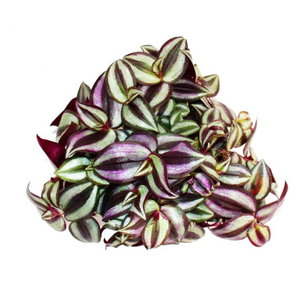 Exotenherz Dreimasterblume Tradescantia zebrina pflegeleichte hängende Zimmerpflanze 12cm Topf