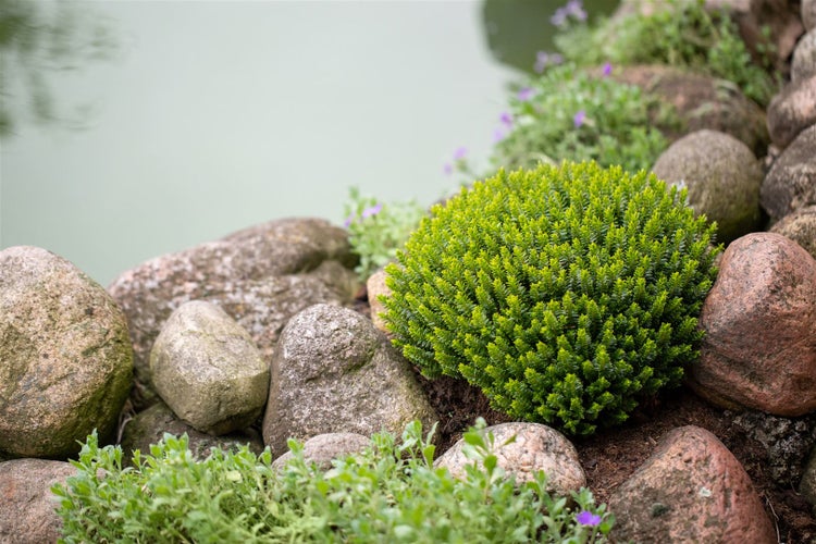 Gartenlandschaft mit Teich, Steinen und Pflanzen