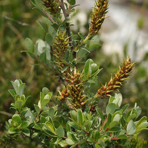 Blätter und Blüten einer Zwergweide im Detail