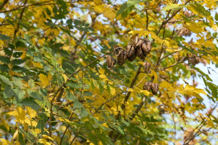 Koelreuteria paniculata, Blasenbaum, 80–100 cm