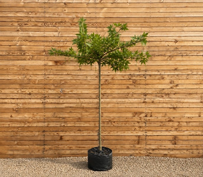 Stämmchen Amberbaum als Hochstamm im schwarzen Pflanzcontainer vor einer Holzwand