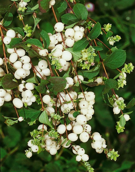 Symphoricarpos albus laevigatus, Schneebeere, weiß, 60–100 cm