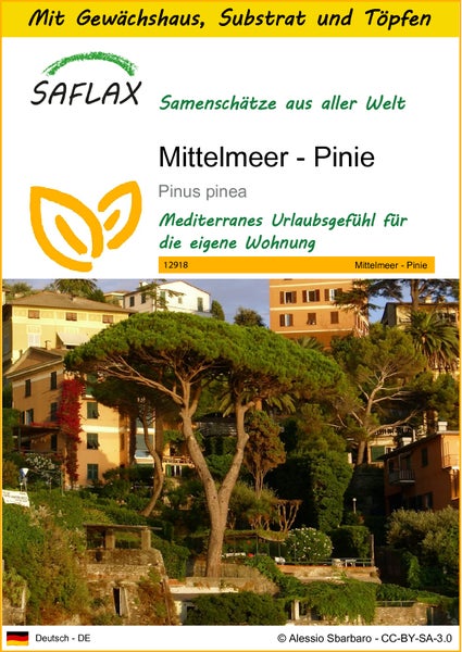 SAFLAX Anzucht Set - Mittelmeer - Pinie - Pinus pinea - 6 Samen - Mit Mini-Gewächshaus, Anzuchtsubstrat und 2 Töpfen