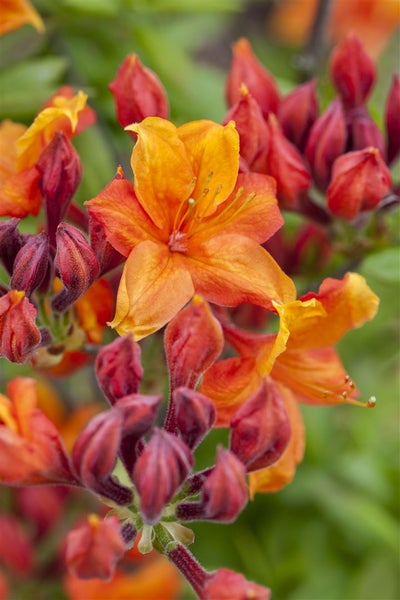 Rhododendron luteum 'Sunny Boy', gelb, 30–40 cm