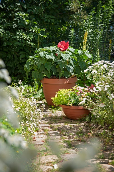 Scheurich Country Star 48, Pflanzgefäß/Blumentopf/Pflanzkübel, rund,  aus Kunststoff Farbe: Terracotta, 47,5 cm Durchmesser, 36,7 cm hoch, 40 l Vol.