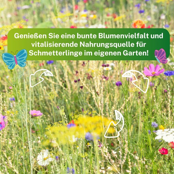 Greenyp Schmetterlingstreff Blumenmischung I 100g für 100m² I Schmetterlingswiese Schmetterlinge & Bienen I I Blumensamen Mischung ein- & mehrjährig