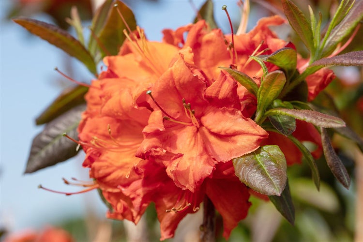 Rhododendron luteum 'Fireball', gelb-orange, 40–50 cm