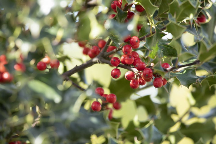 Ilex aquifolium 'Alaska', Stechpalme, immergrün, 40–60 cm