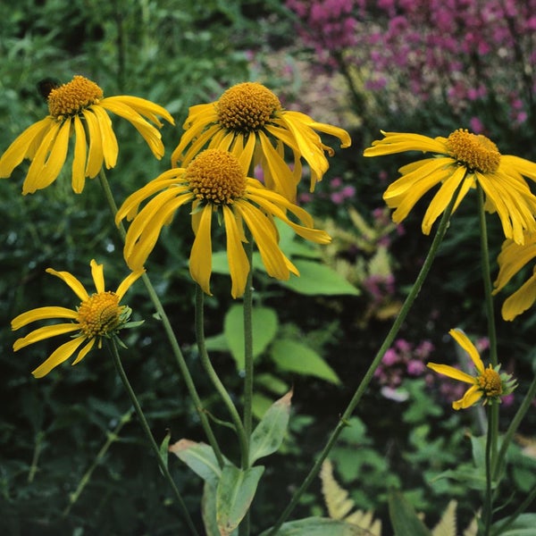 Helenium hoopesii, Sonnenbraut, leuchtend gelb, ca. 9x9 cm Topf