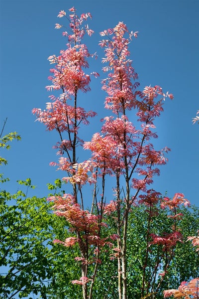 Toona sinensis, Chinesischer Gemüsebaum, 100–125 cm, aromatisch
