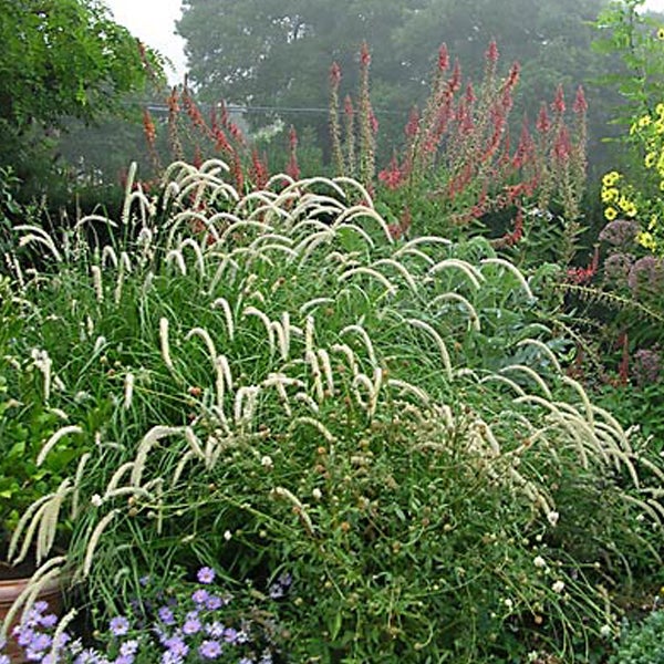 Üppiger Garten mit Ziergräsern und blühenden Pflanzen