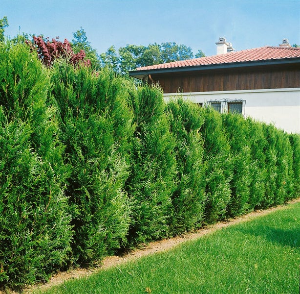 Thuja plicata 'Atrovirens', Lebensbaum, immergrün, 40–60 cm