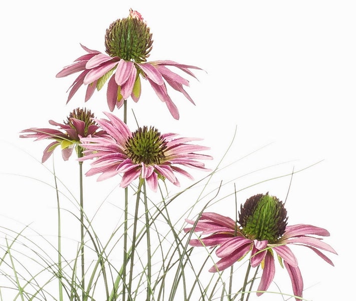 Echinacea mit rosa Blueten, gruenen Bluetenmitten und feinen gruenen Grashalmen.